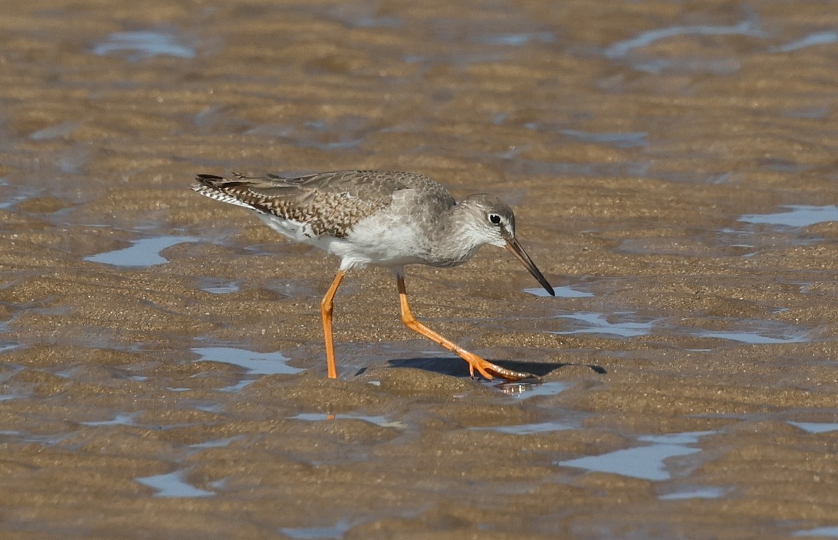 アカアシシギ - ML646306712