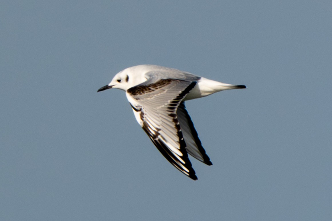 Bonaparte's Gull - ML646306713