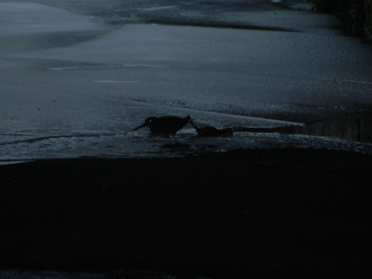 コシギ - ML646306714