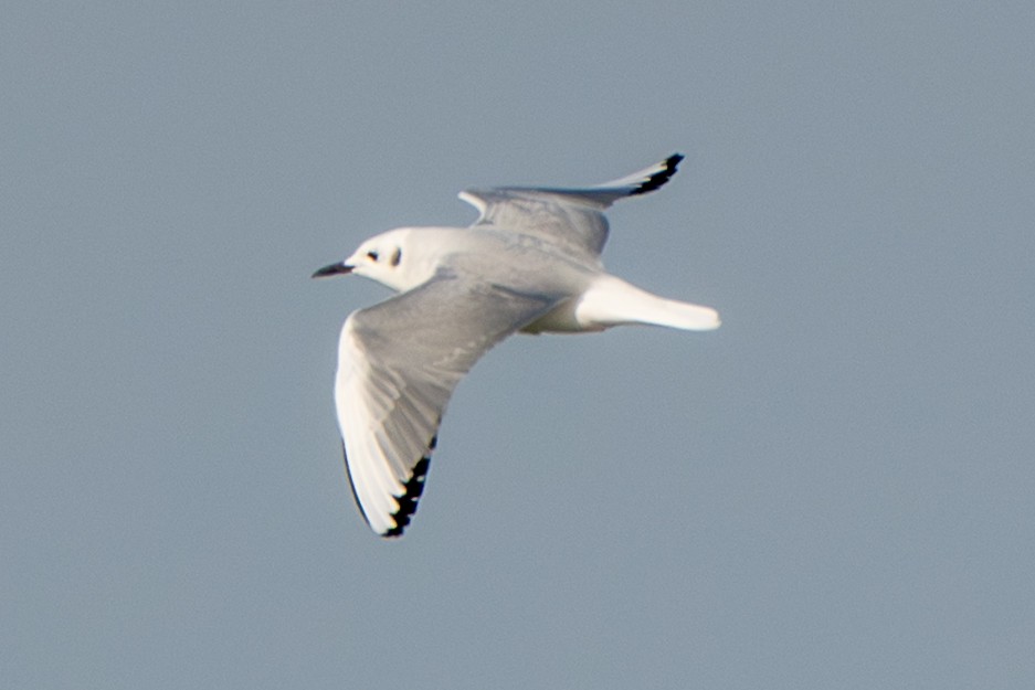 ボナパルトカモメ - ML646306715