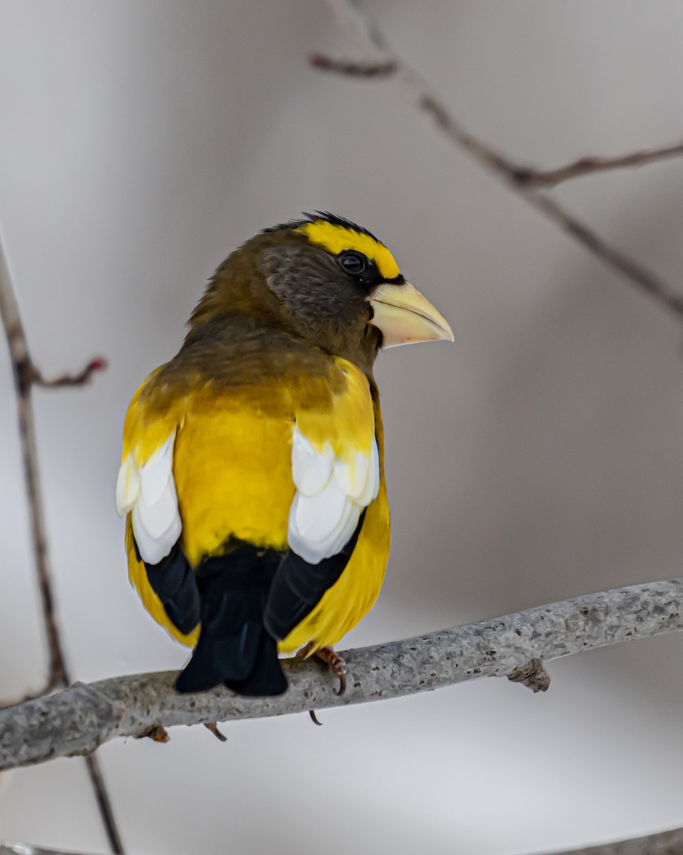 キビタイシメ - ML646306717