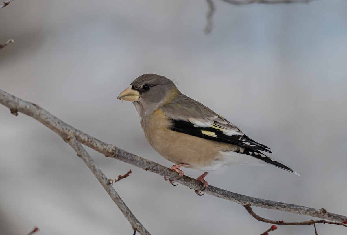 キビタイシメ - ML646306718