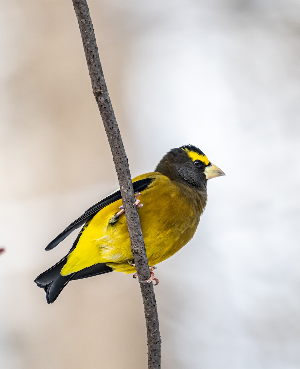 キビタイシメ - ML646306719