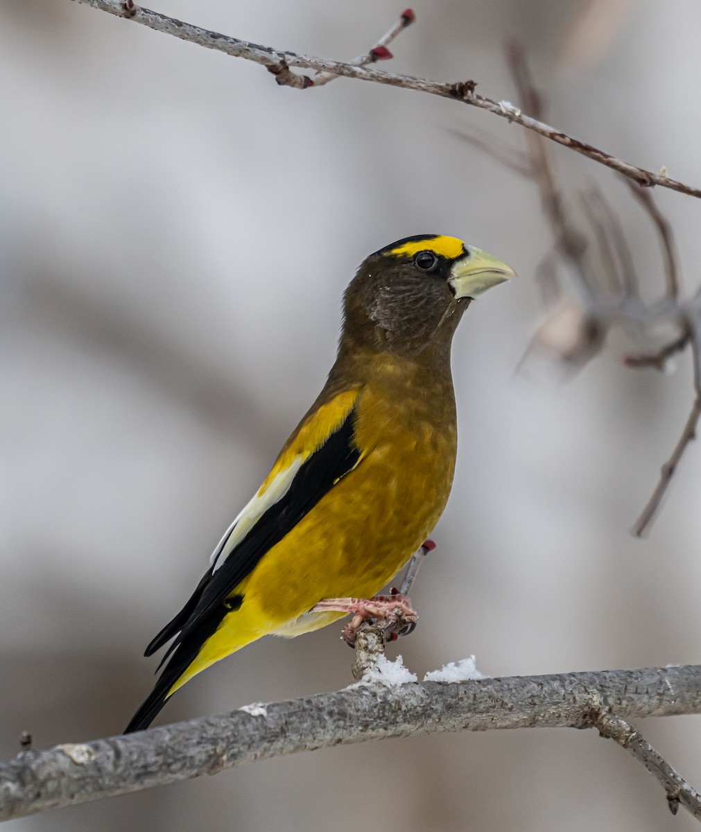 キビタイシメ - ML646306720