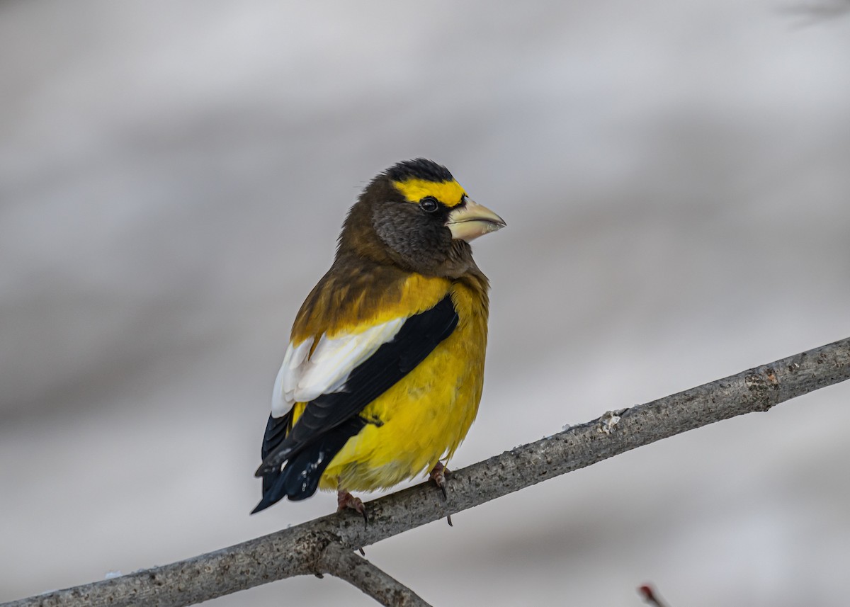 キビタイシメ - ML646306721