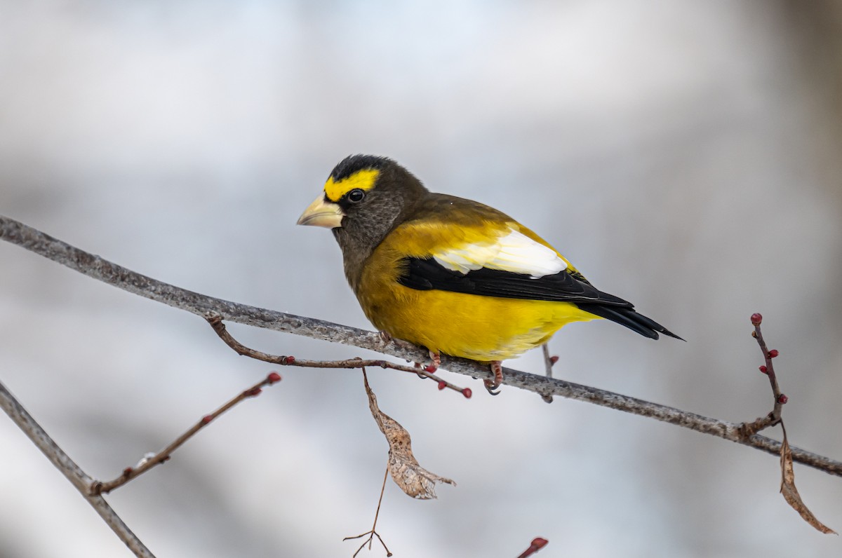 キビタイシメ - ML646306722