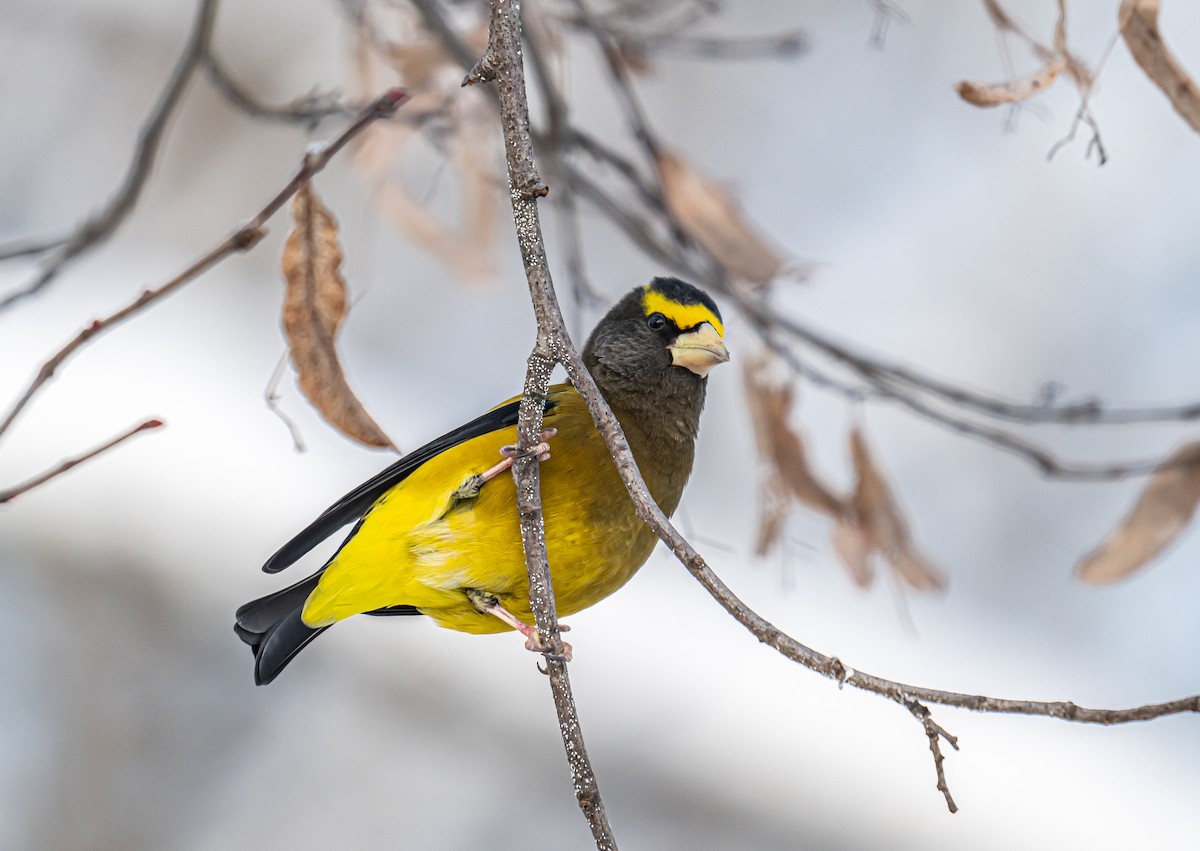 Evening Grosbeak - ML646306723