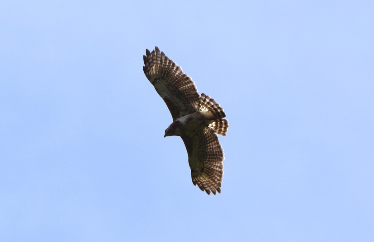 マダガスカルノスリ - ML646306724