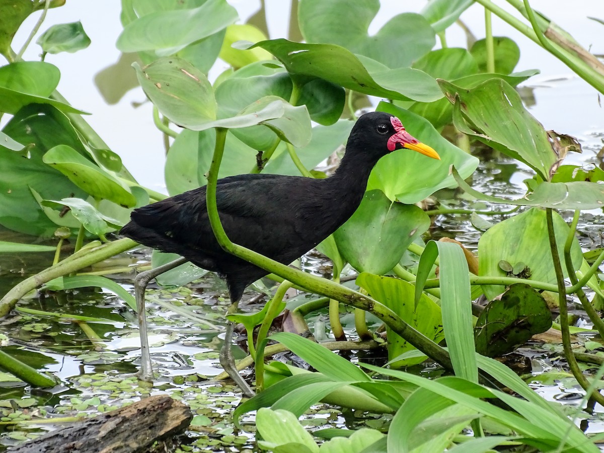 ナンベイレンカク - ML646306726