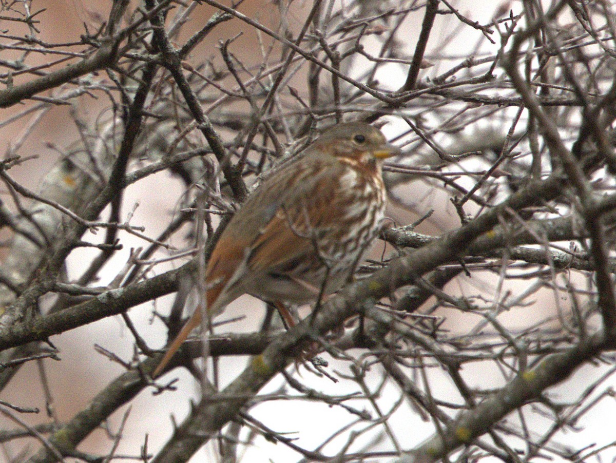 ゴマフスズメ - ML646306727