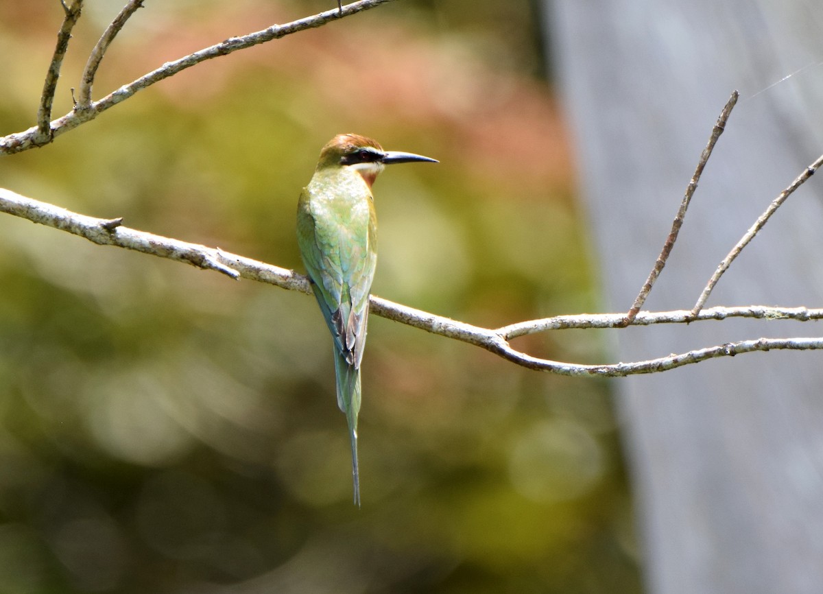 マダガスカルハチクイ - ML646306728