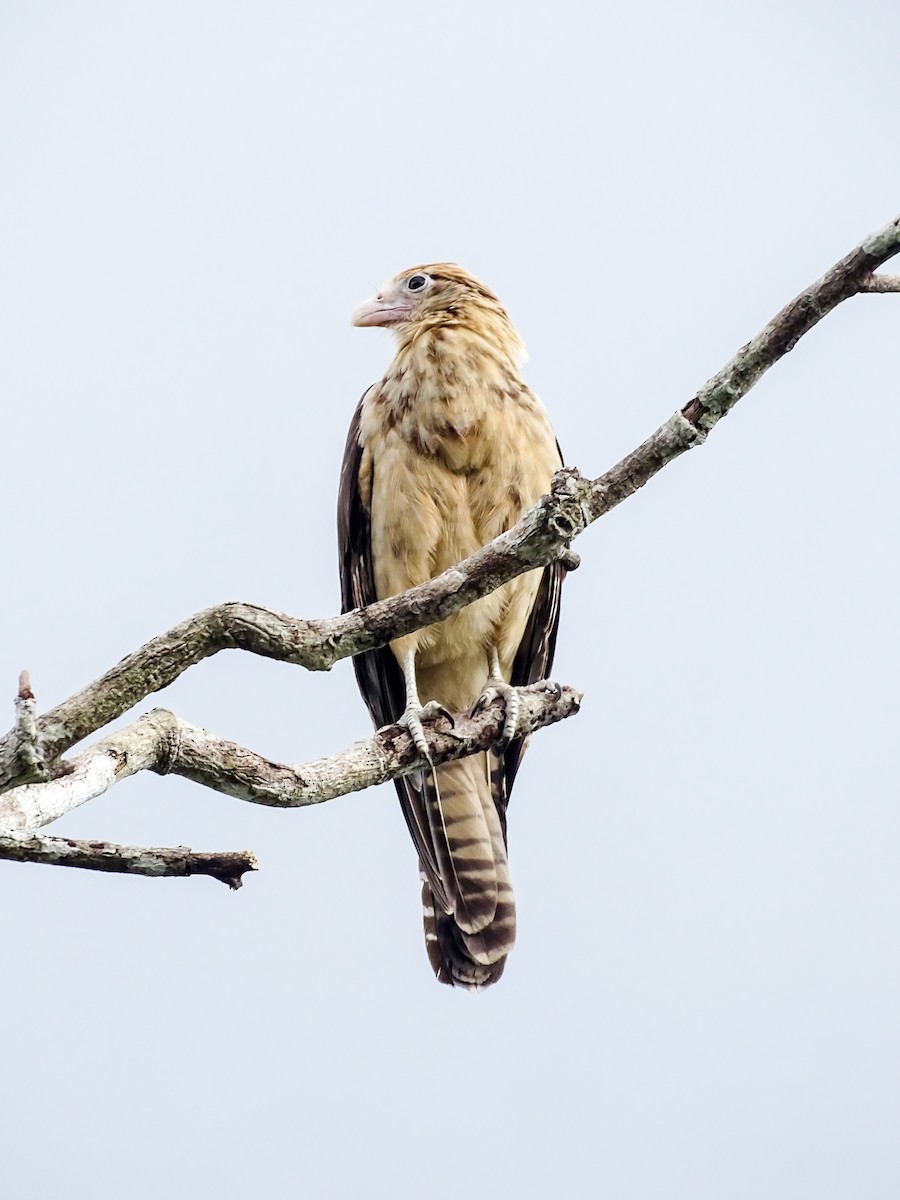 キバラカラカラ - ML646306730