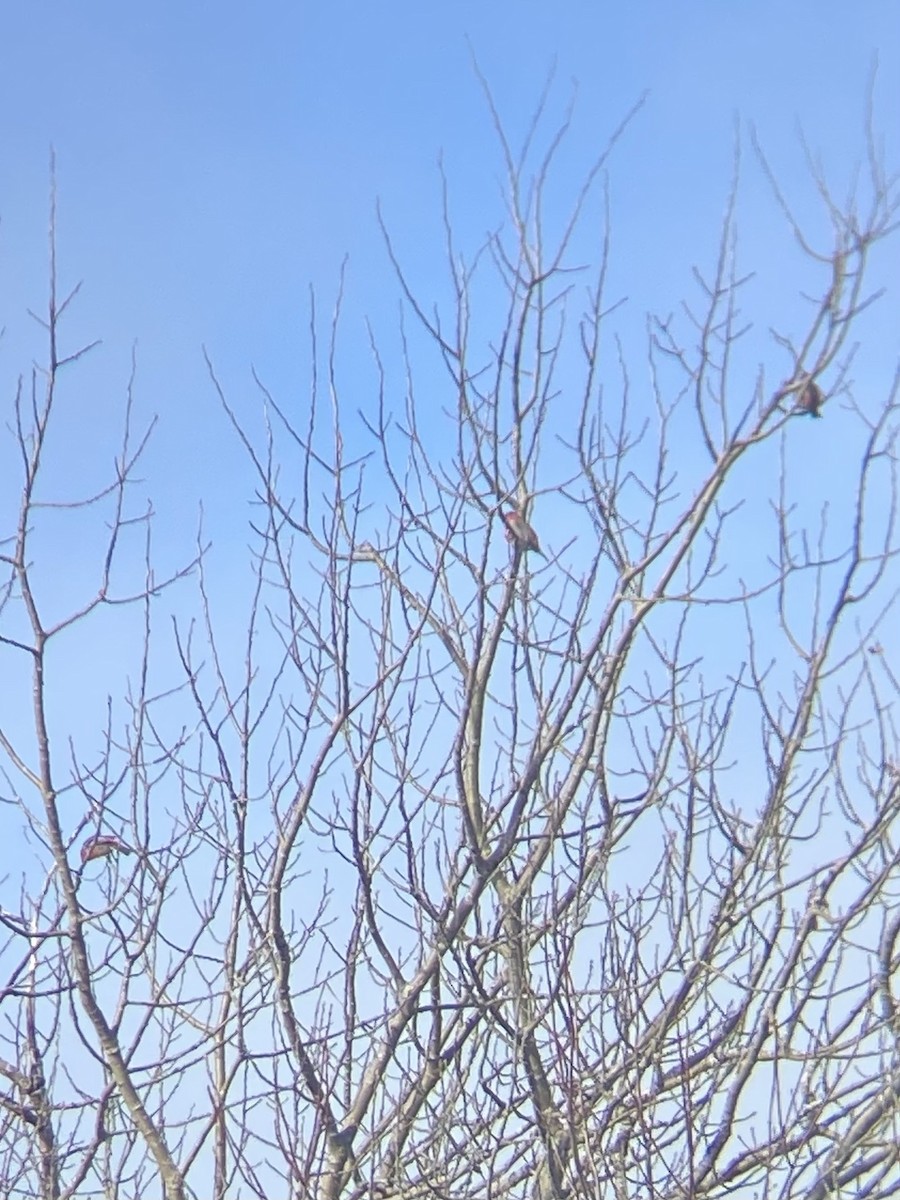 ギンザンマシコ - ML646306731