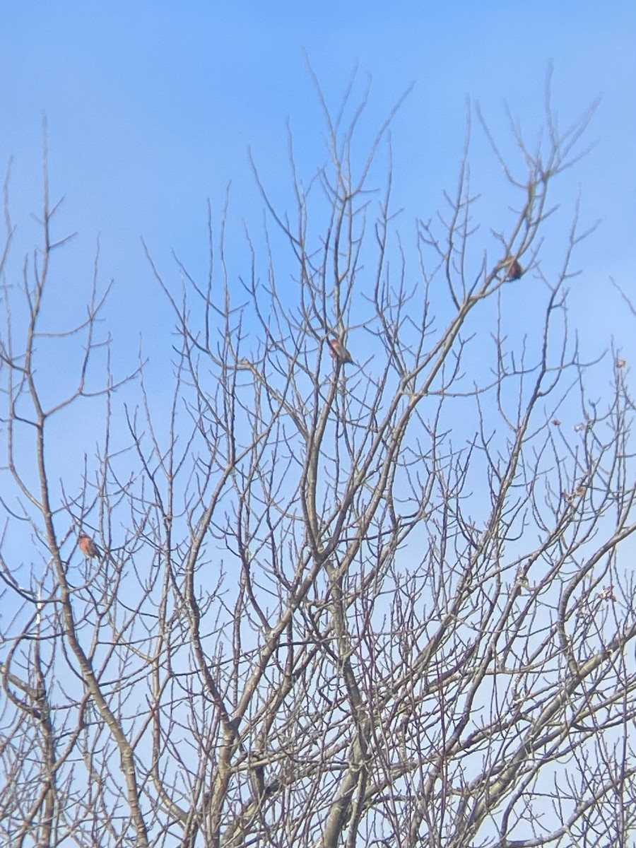 ギンザンマシコ - ML646306732