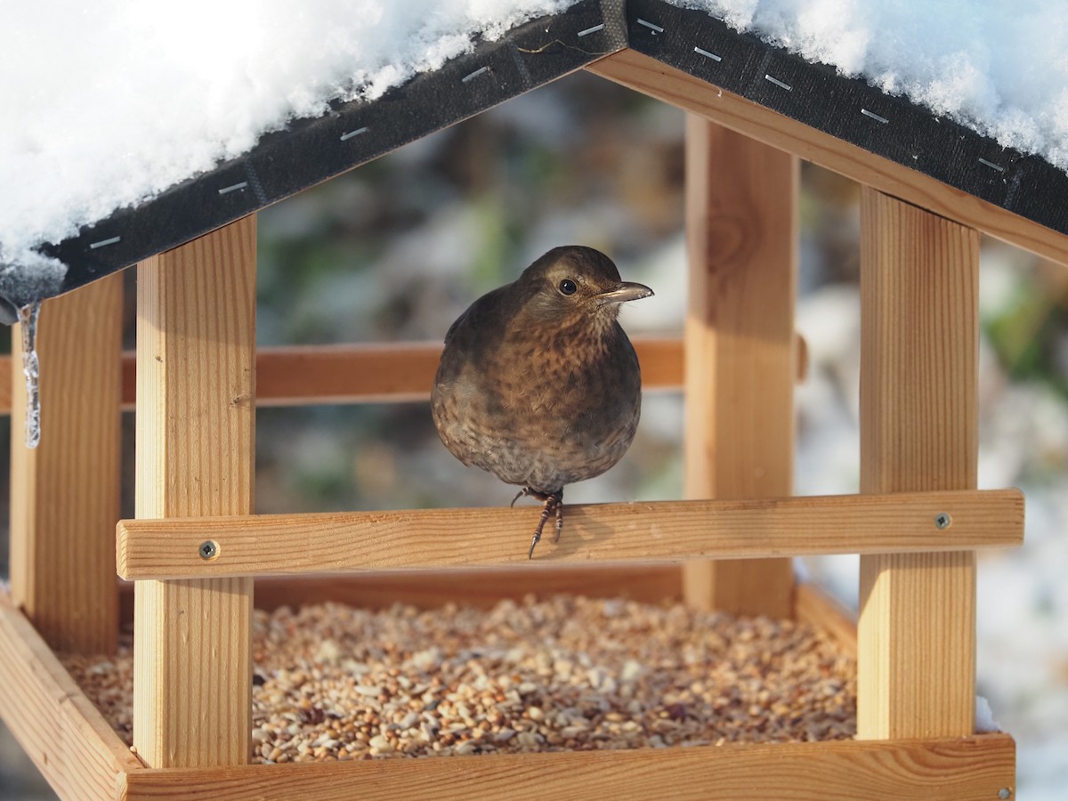 ニシクロウタドリ - ML646306733