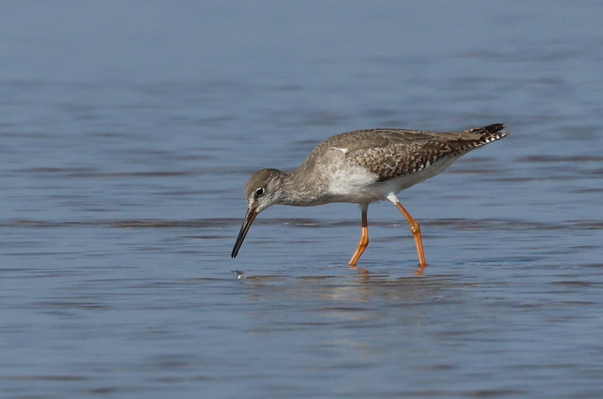 アカアシシギ - ML646306734