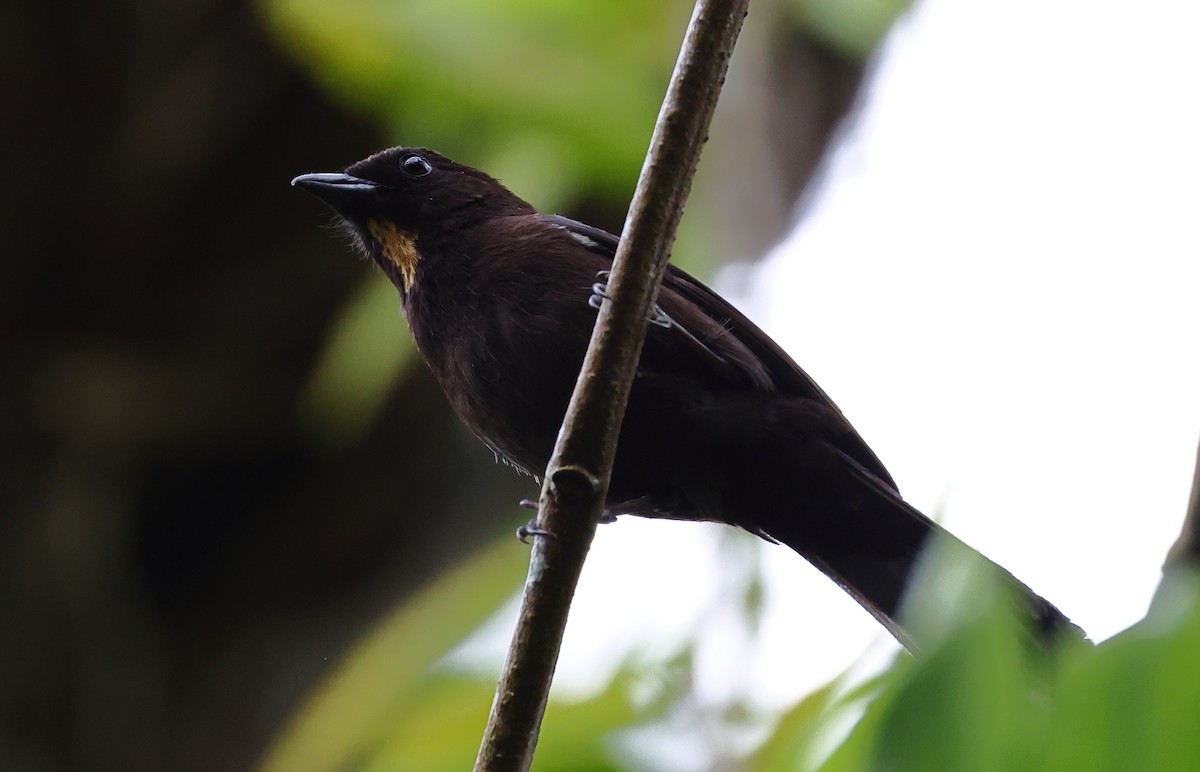 カンムリクロフウキンチョウ - ML646306736