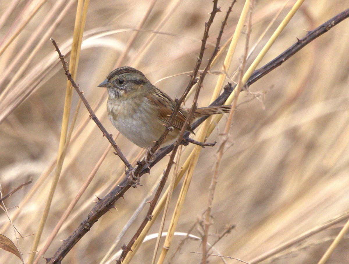 ヌマウタスズメ - ML646306738