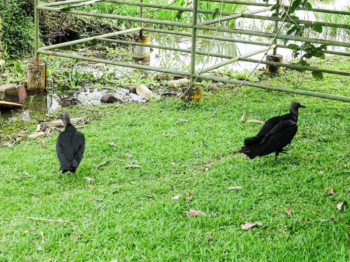 クロコンドル - ML646306740