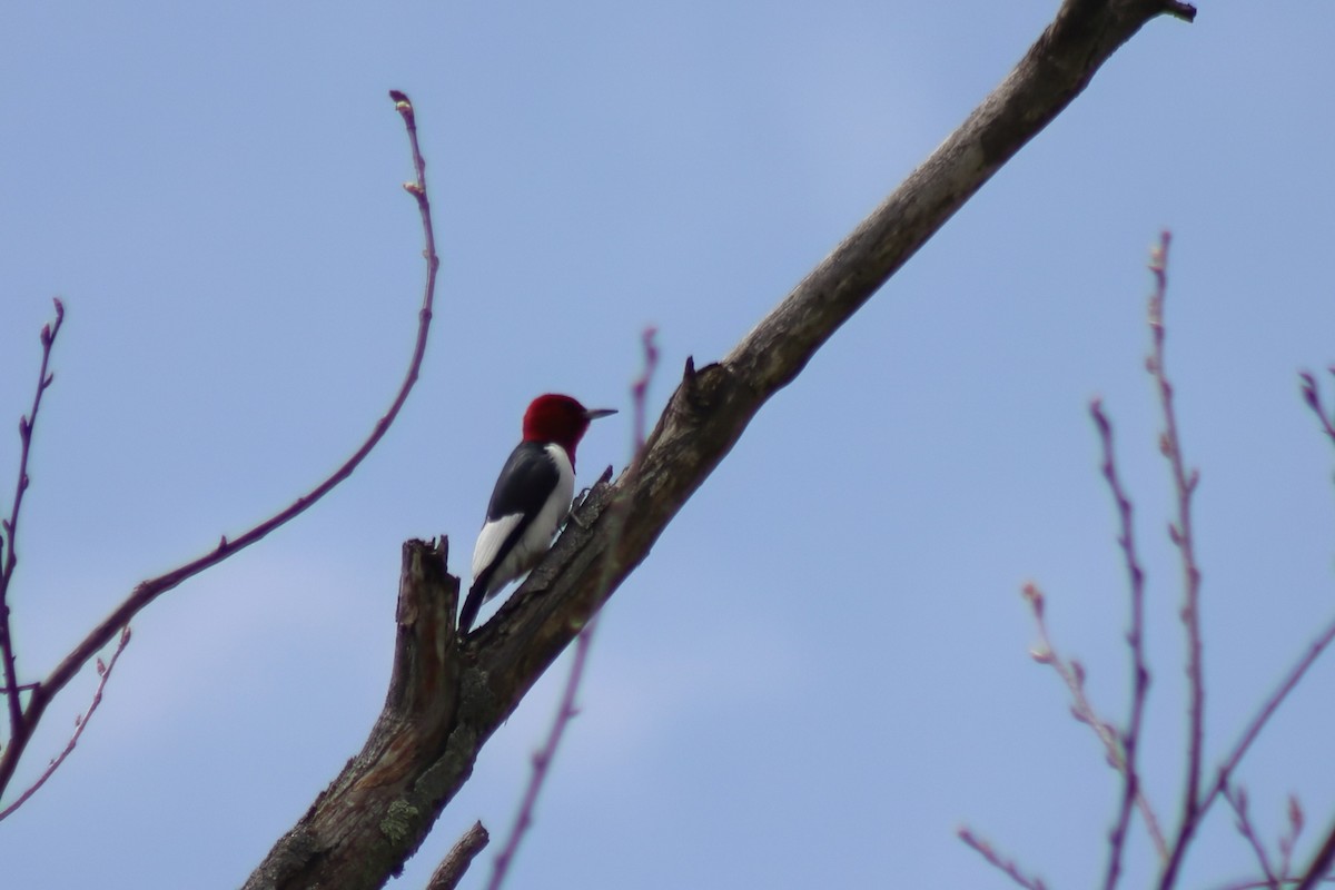 ズアカキツツキ - ML646306741