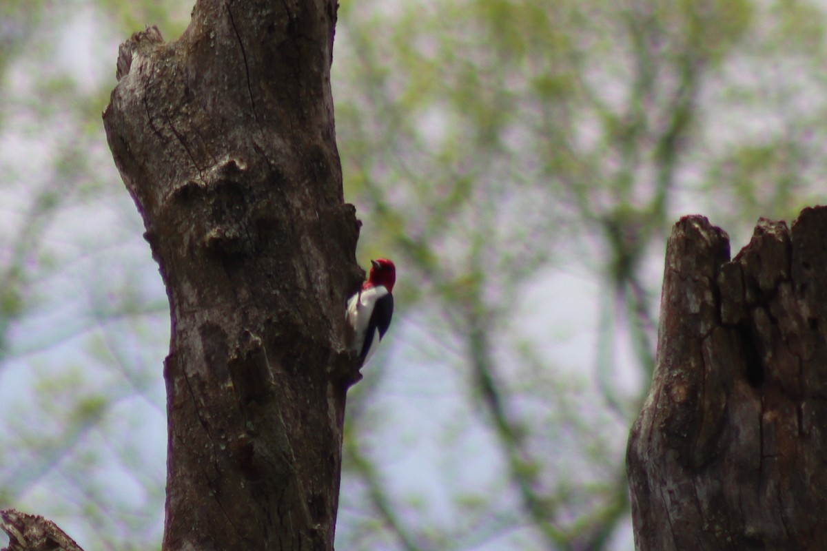 ズアカキツツキ - ML646306742