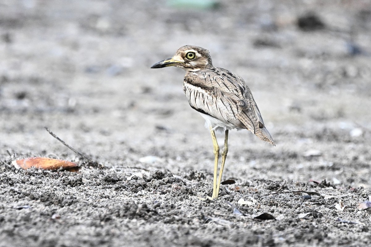 ミズベイシチドリ - ML646306743