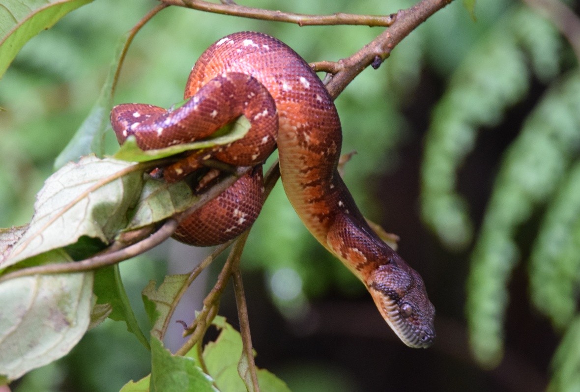 サンジニアボア - ML646306744