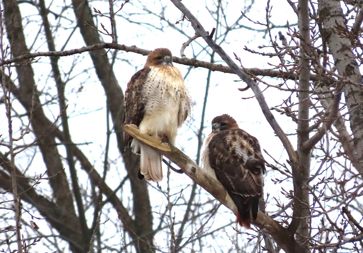 Red-tailed Hawk - ML646306745