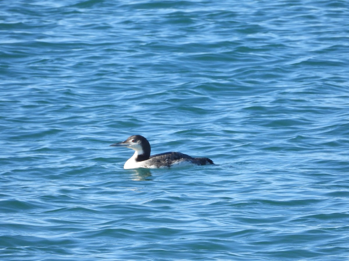 ハシグロアビ - ML646306746