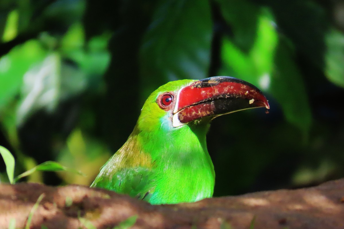 rødgumptukan - ML646306748