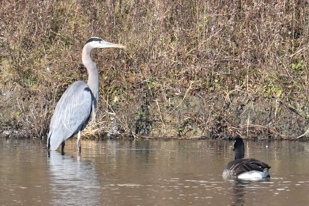 Great Blue Heron - ML646306754
