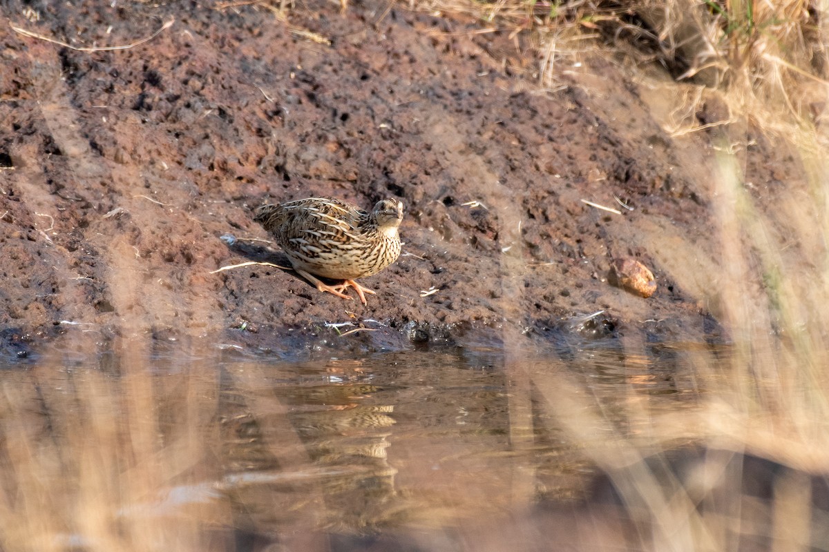 vaktel - ML646306755