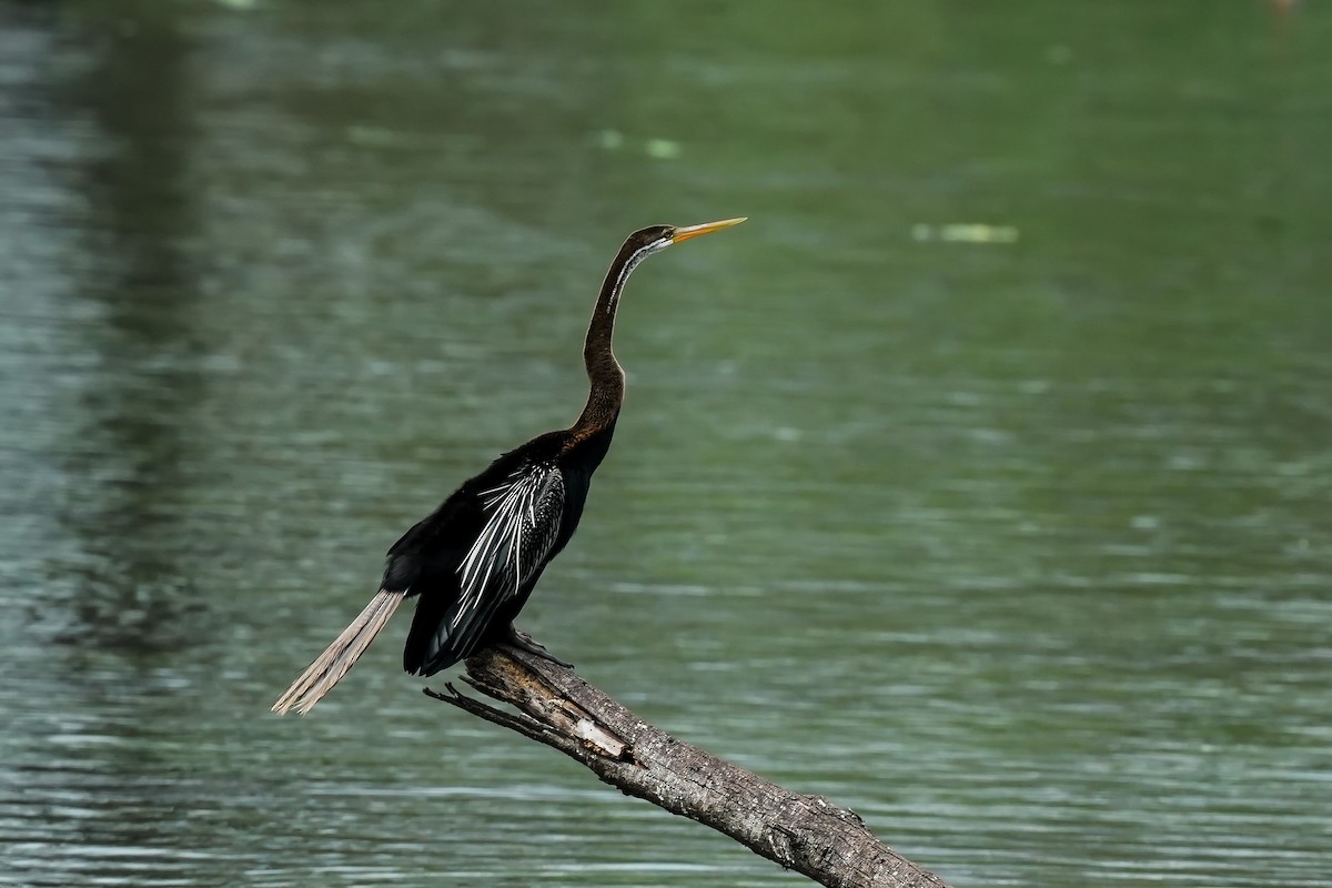 Doğu Yılanboyunu - ML646306756