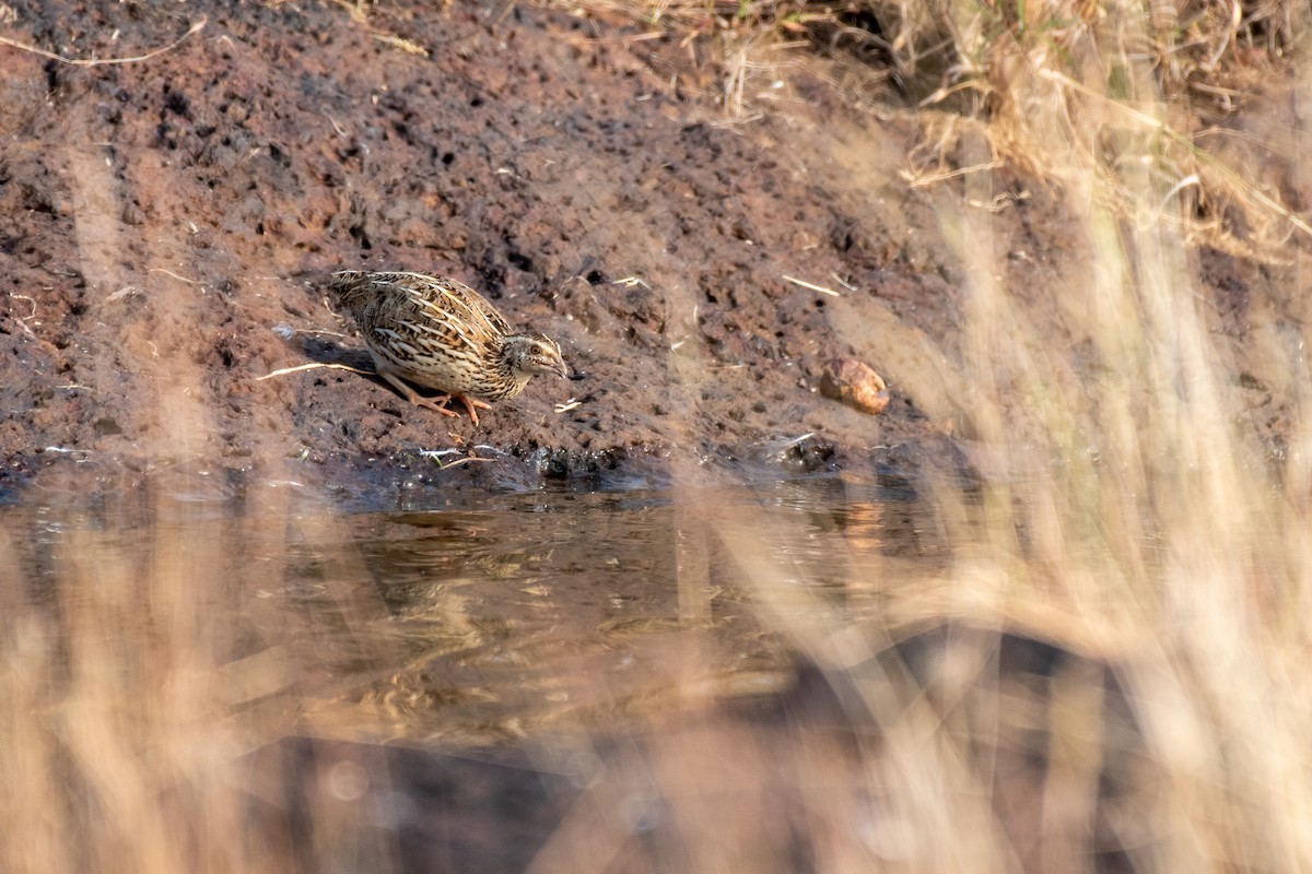 vaktel - ML646306757