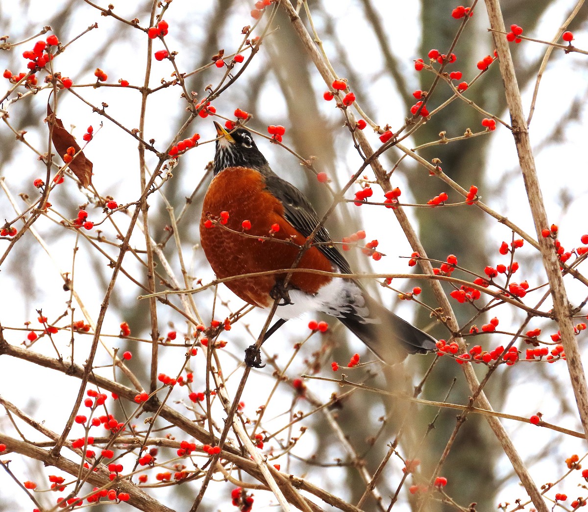 American Robin - ML646306758