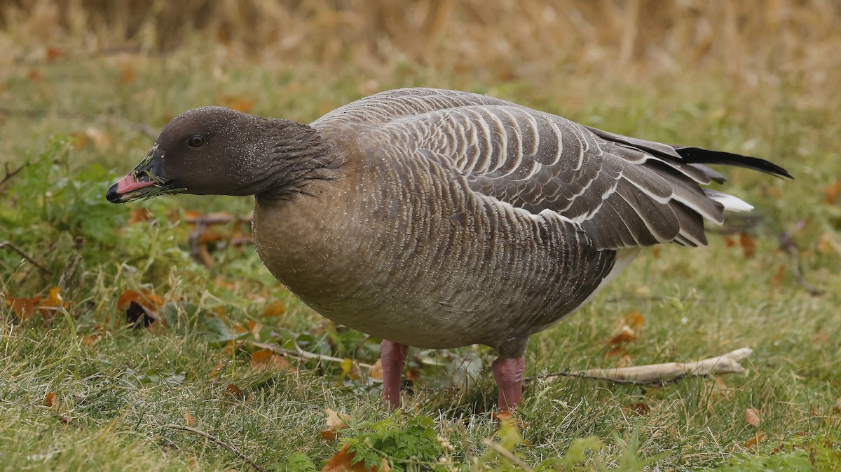 Pink-footed Goose - ML646306759