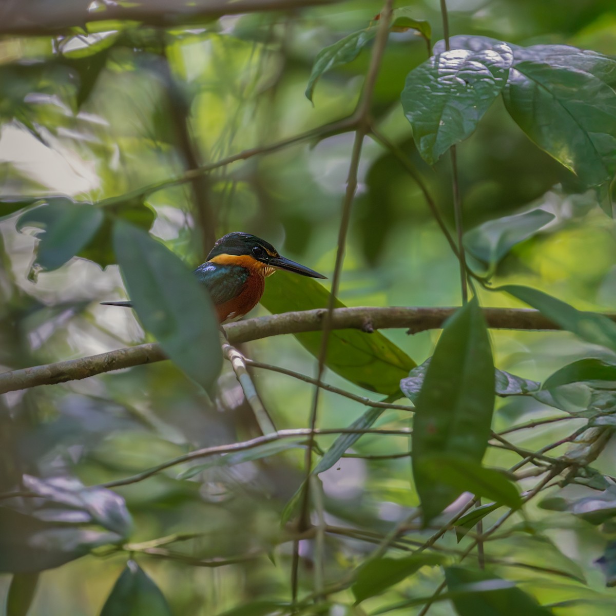 bronseisfugl - ML646306760