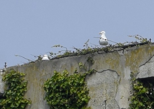 gull sp. - ML646306761
