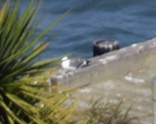 gull sp. - ML646306762