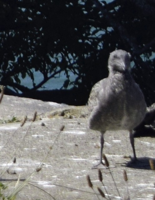 gull sp. - ML646306763