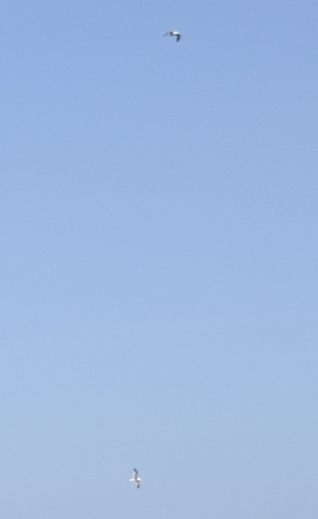 gull sp. - ML646306764