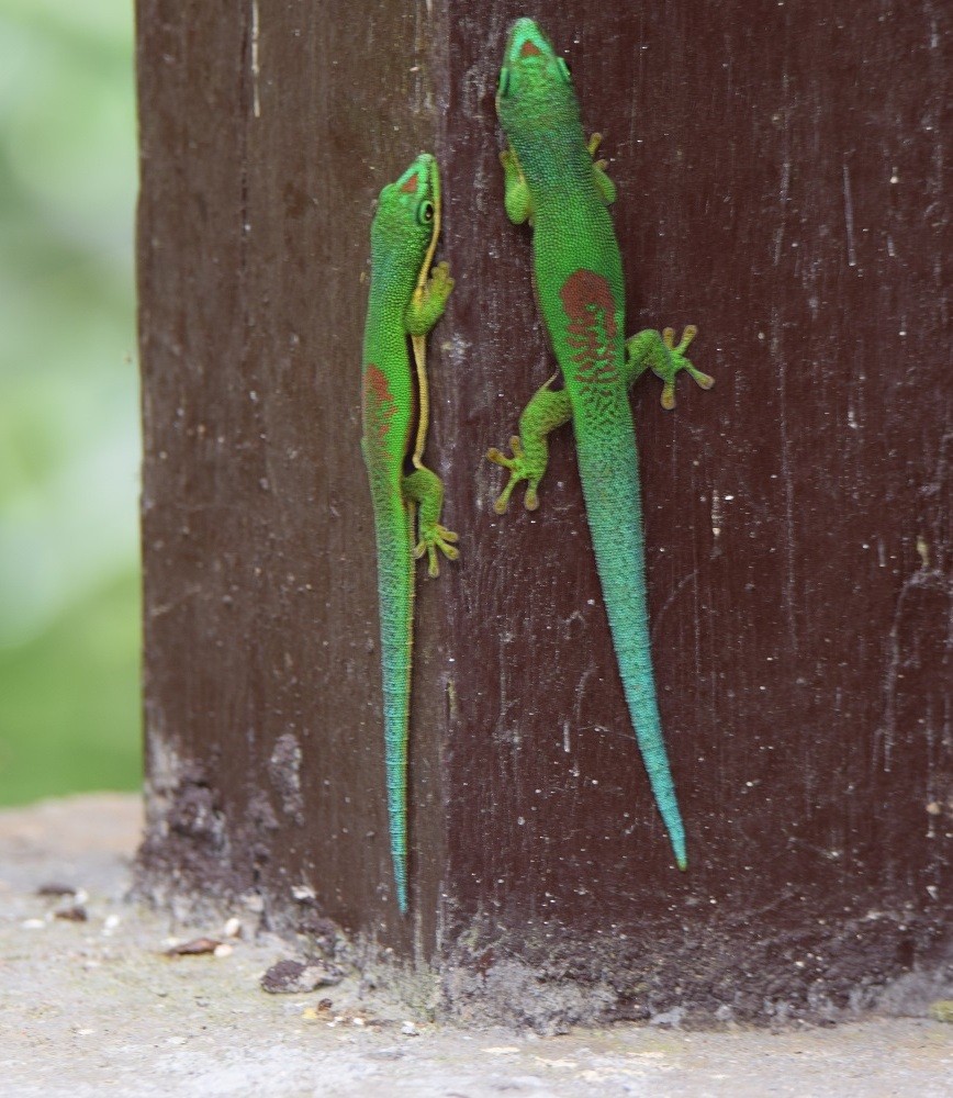 Small Lined Day Gecko - ML646306766