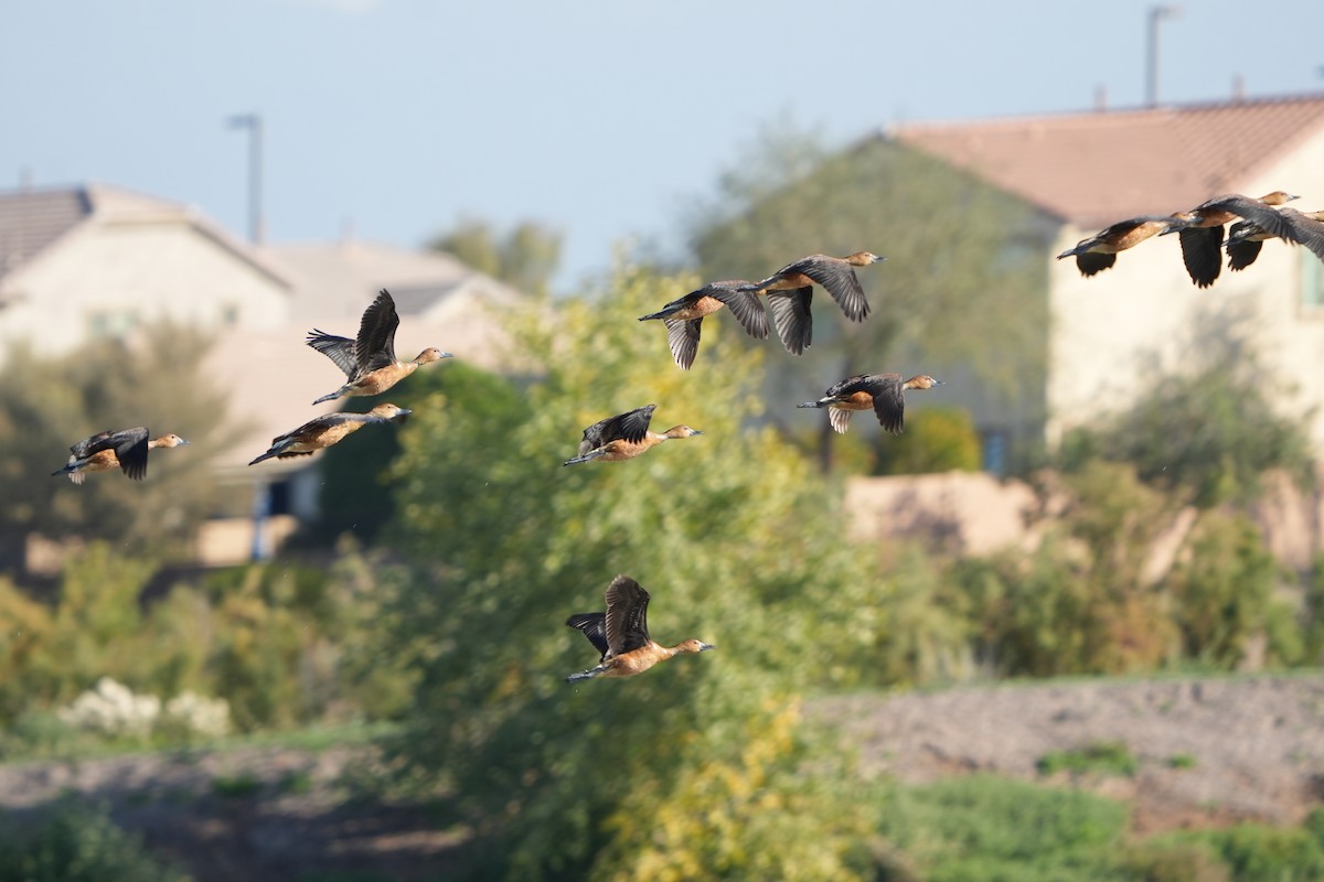 husička bažinná - ML646306768