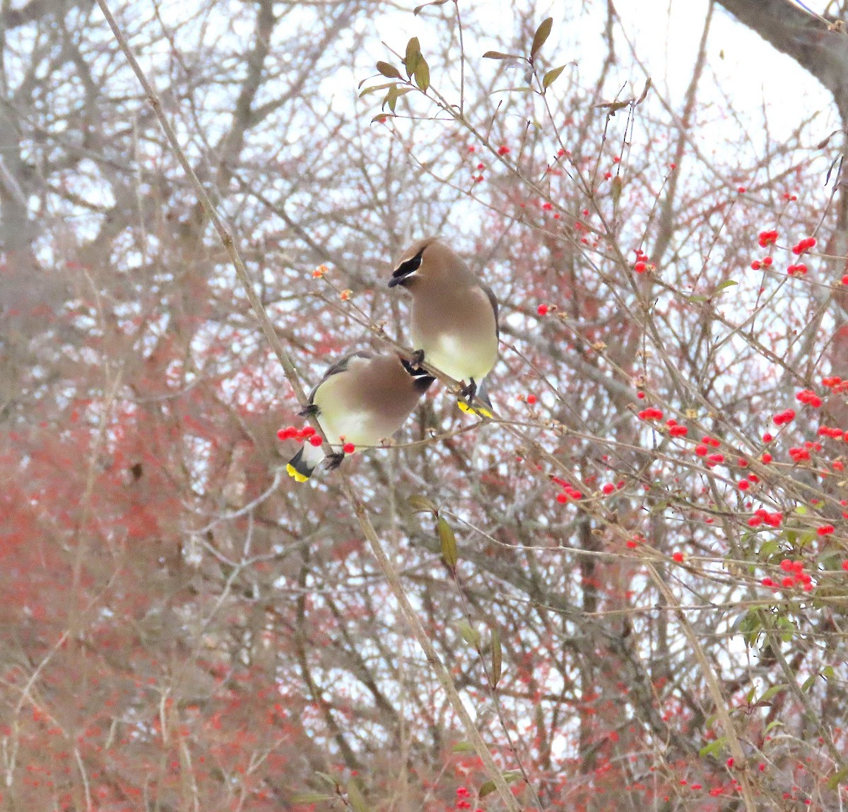 Cedar Waxwing - ML646306769