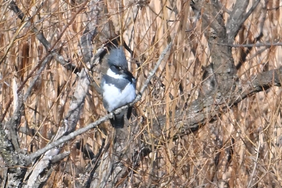 Belted Kingfisher - ML646306770