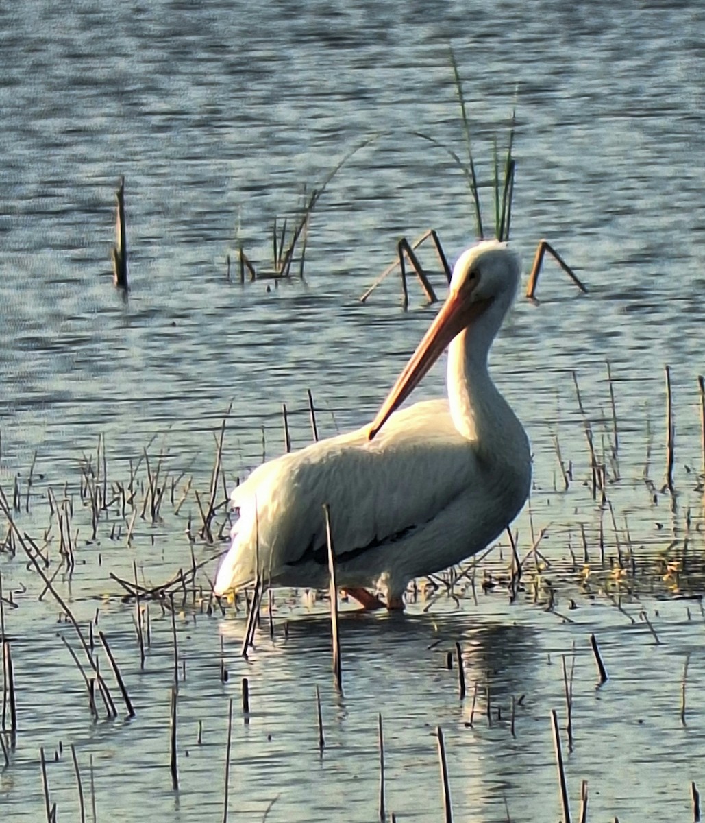 American White Pelican - ML646306771