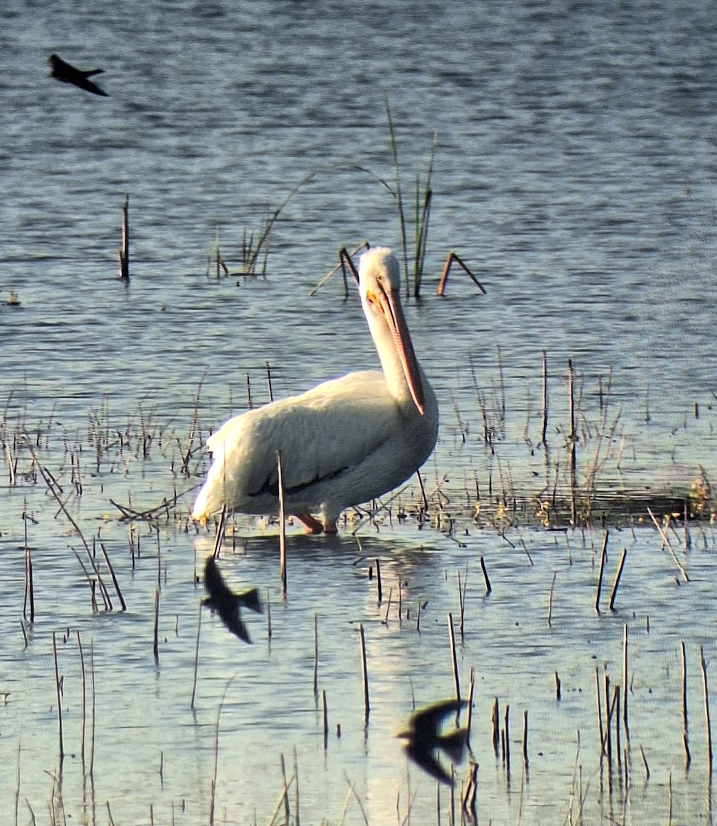 American White Pelican - ML646306772