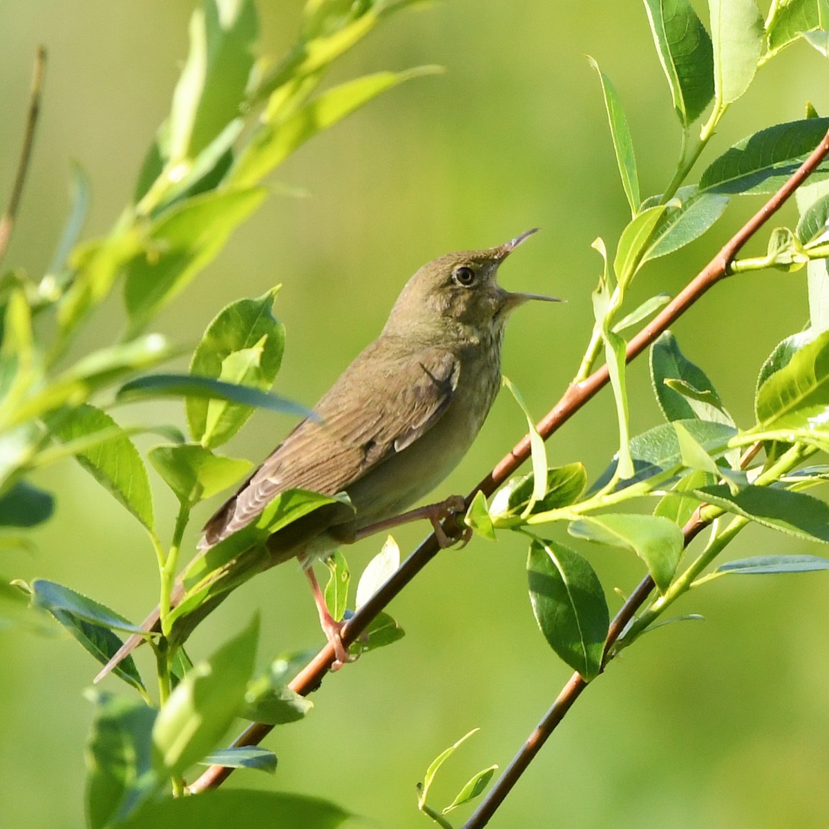 River Warbler - ML646306773