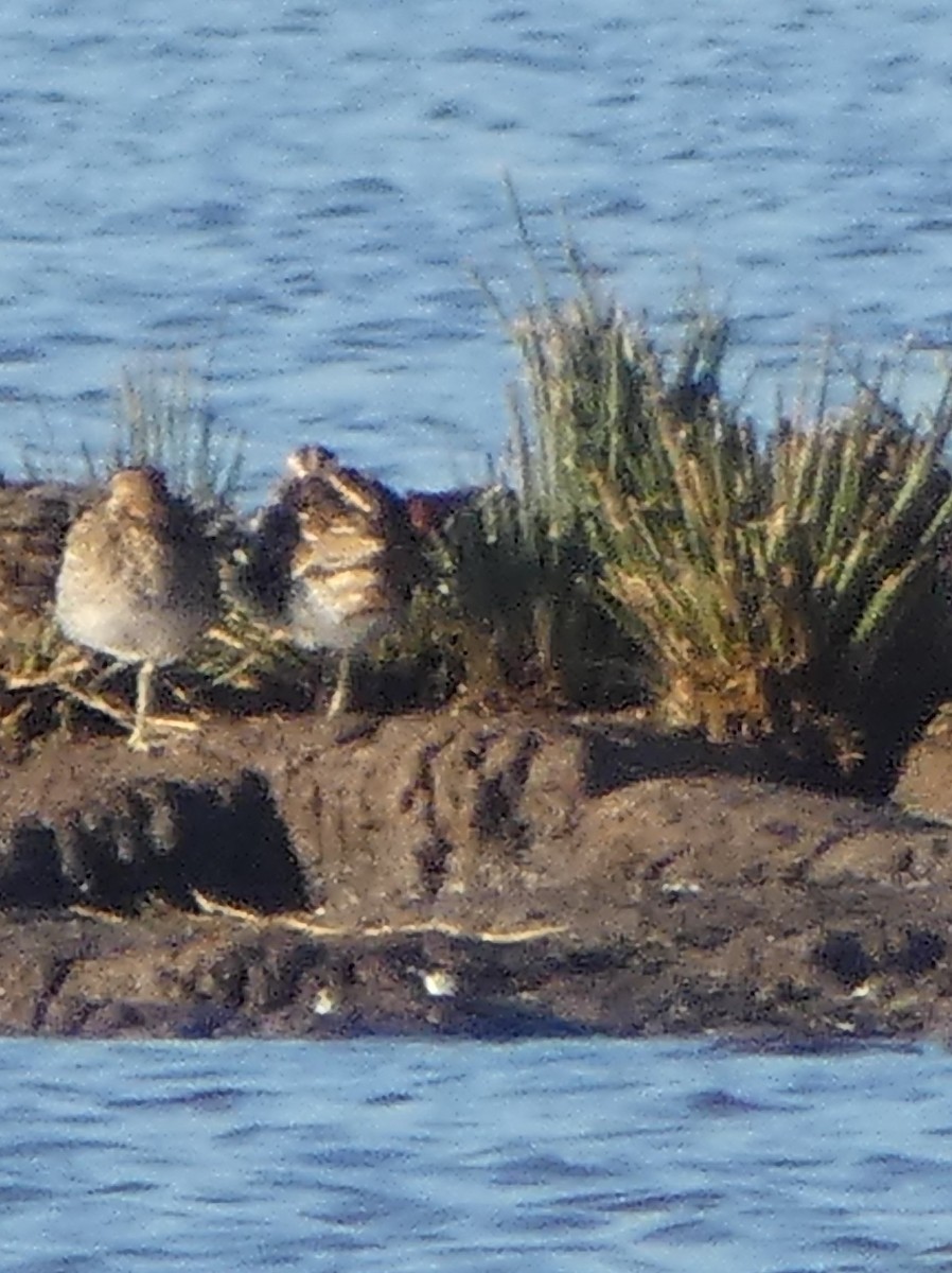 חרטומית ביצות - ML646306775