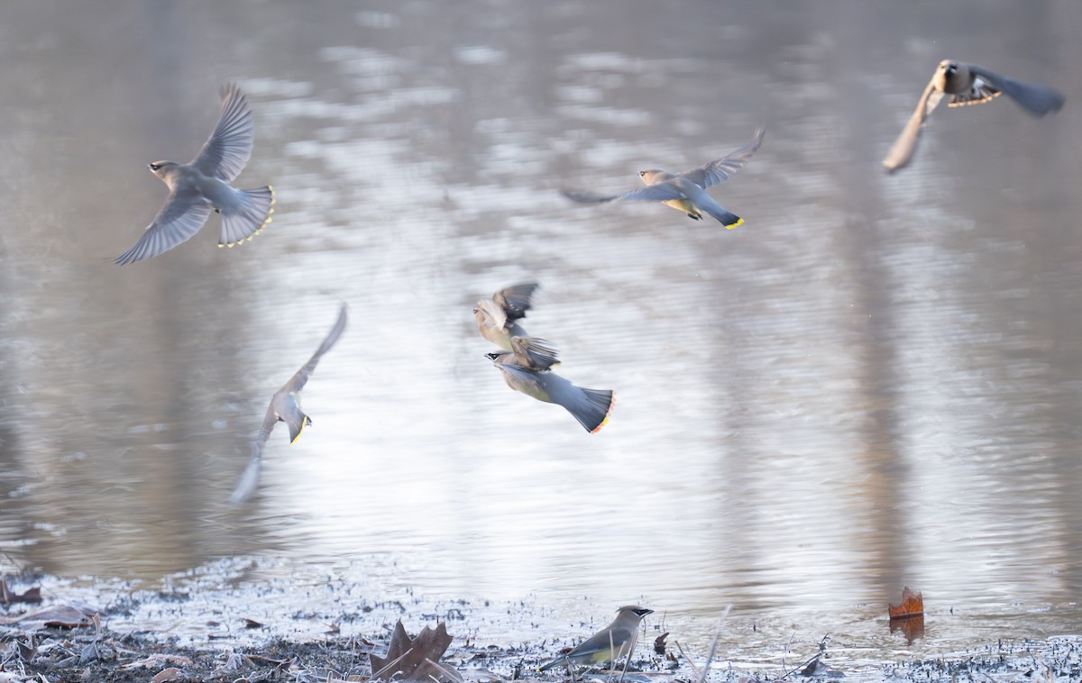 Cedar Waxwing - ML646306778